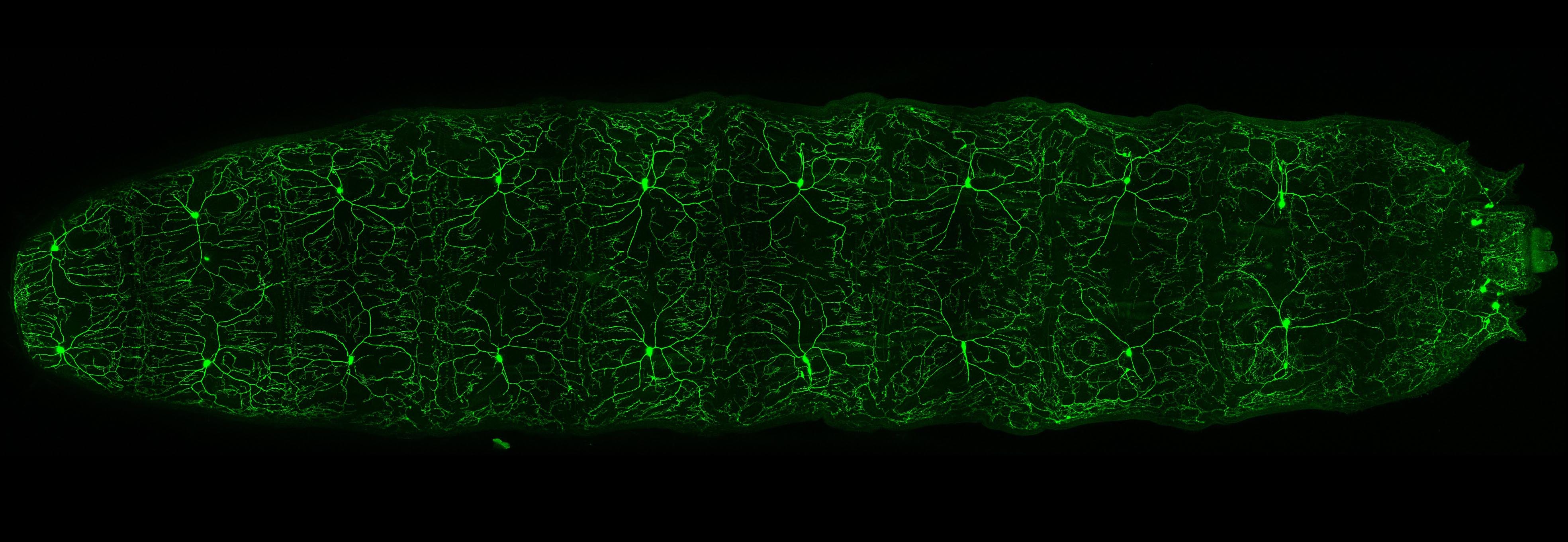 picture of drosophila larva