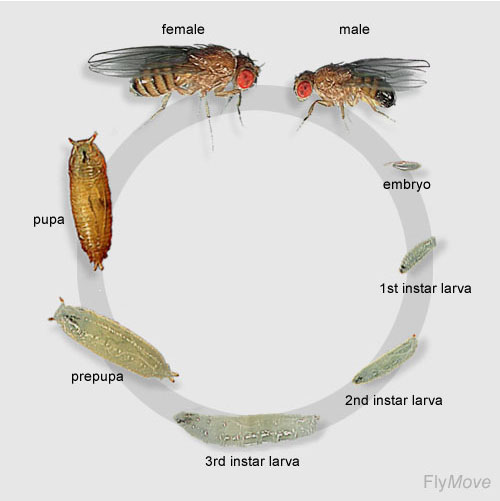 drosophila life cycle